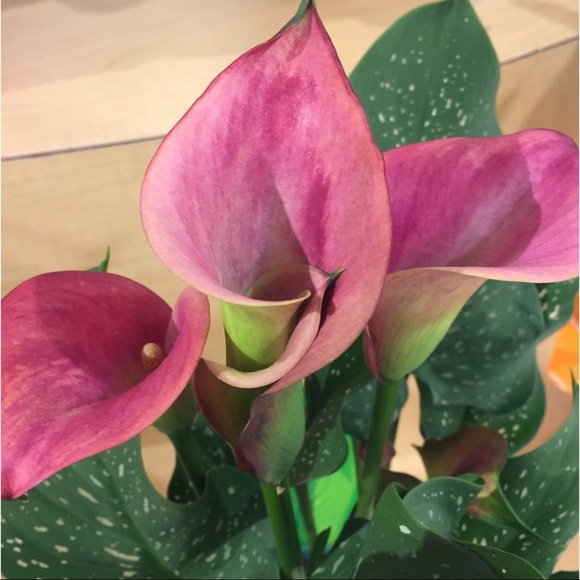 Meet your Posher, Deb - Picture 1 of 1